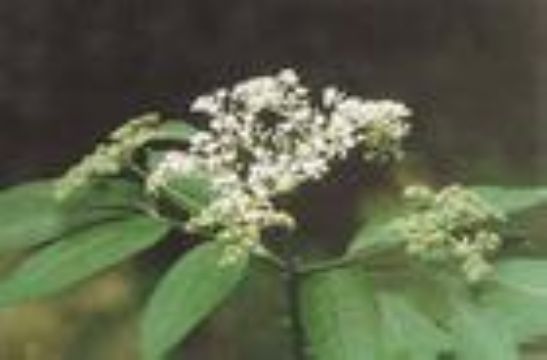 Elderberry Anthocyanin 